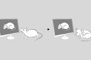 Scientists ID pathway that triggers mice to scratch when they see others do the same