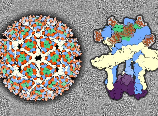 Study reveals clues to how Eastern equine encephalitis virus invades brain cells